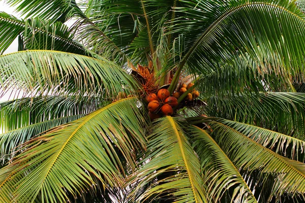 Albero di cocco — Foto Stock