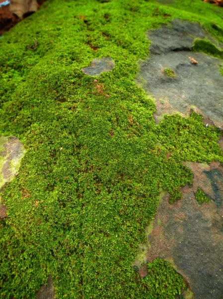 Musgo verde — Fotografia de Stock