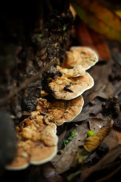 Ling Zhi Mushroom. — Stock Photo, Image