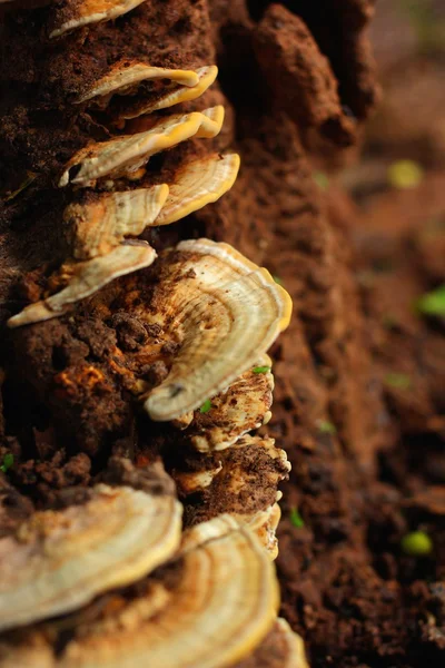 Ling Zhi Mushroom. — Stock Photo, Image