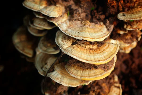 Ling Zhi Mushroom. — Stock Photo, Image