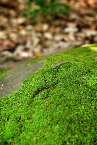 Groene mos — Stockfoto