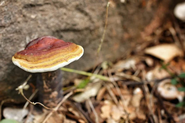 Ling Zhi Mushroom. — Stock Photo, Image