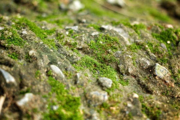 Musgo verde — Fotografia de Stock