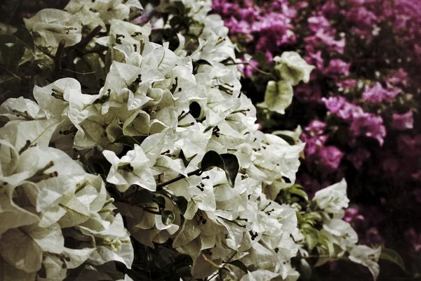 Bougainvilliers fleurs — Photo