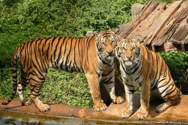 Bengaliska tigrar. — Stockfoto