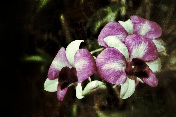 Green and pink orchid — Stock Photo, Image