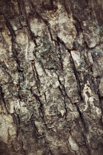 Fondo de madera vieja —  Fotos de Stock