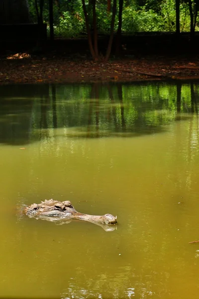 Αλιγάτορας στη λίμνη — Φωτογραφία Αρχείου