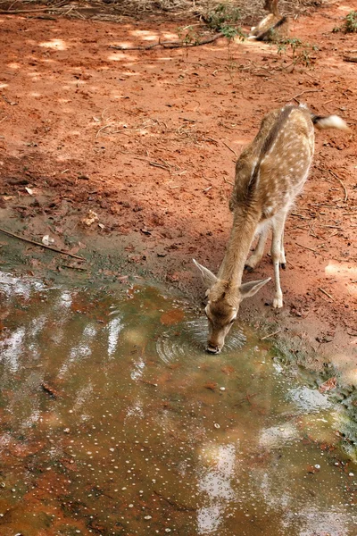 Sika-Hirsch — Stockfoto