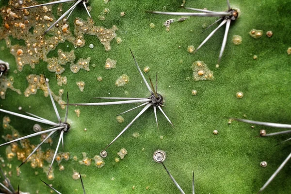 Cactus — Stock Photo, Image