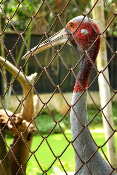빨간 황새 — 스톡 사진