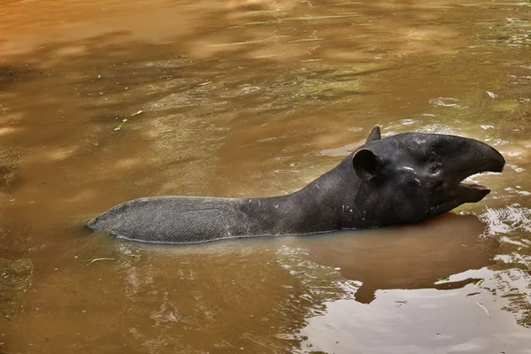 Tapir — Photo