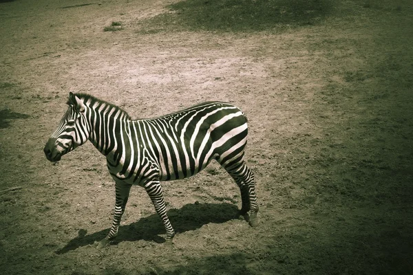 Zebra. — Fotografia de Stock