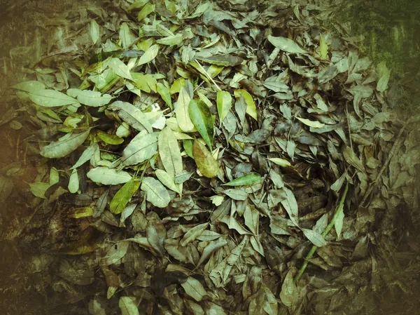 Старые листья — стоковое фото