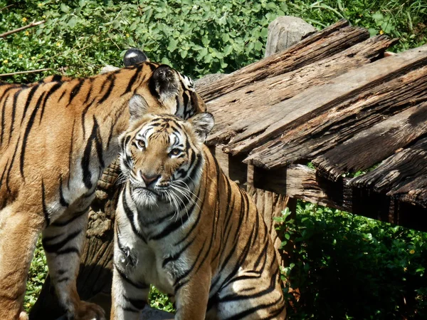 Bengalen tijgers. — Stockfoto