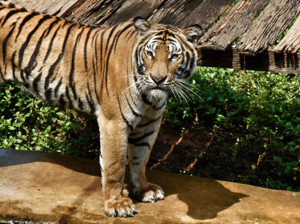 Bengaliska tigrar. — Stockfoto