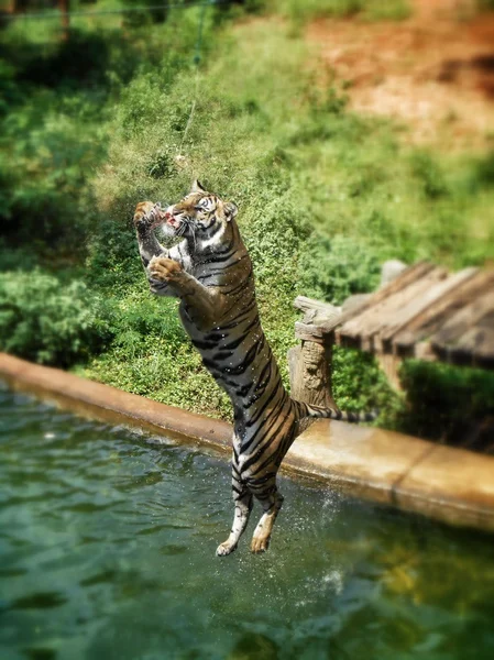 Tigres de bengala . — Fotografia de Stock