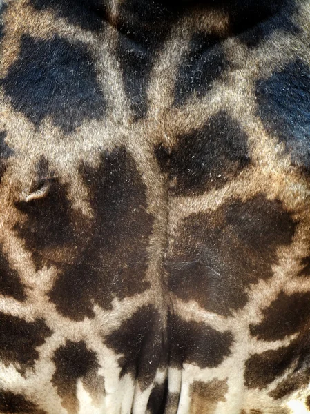 Haut der Giraffe — Stockfoto