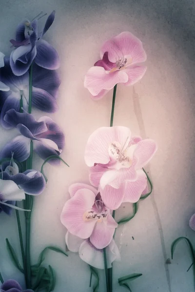 Bella orchidea — Foto Stock