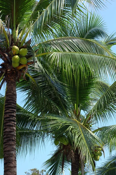 Albero di cocco — Foto Stock