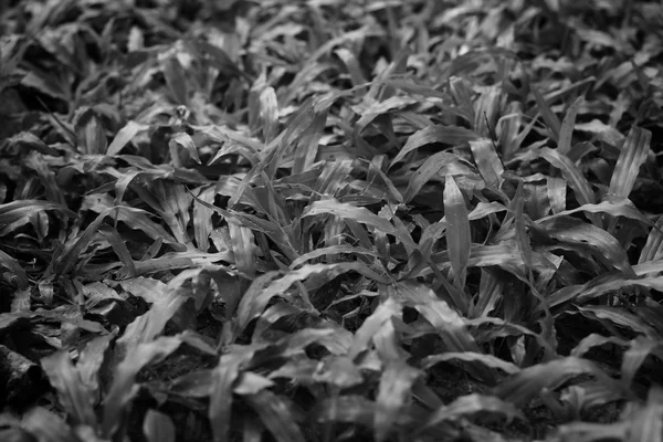 Czarno-białe trawy — Zdjęcie stockowe