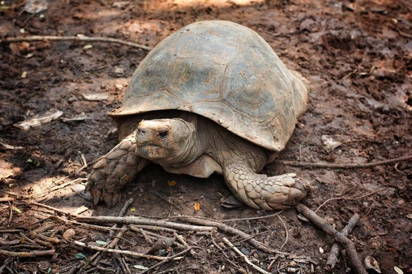 Crawling tortoise — Stock Photo, Image