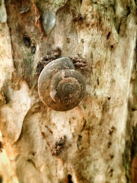 Snails crawling — Stock Photo, Image