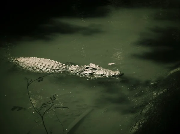 Crocodilo — Fotografia de Stock