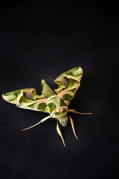 Borboleta verde — Fotografia de Stock