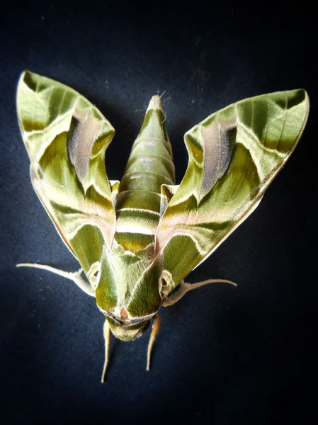 Borboleta verde — Fotografia de Stock