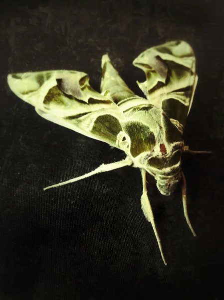 Green butterfly — 스톡 사진