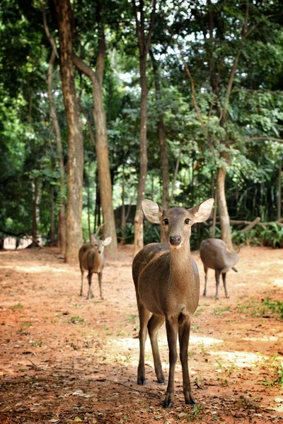 Sika deer — Stock Photo, Image