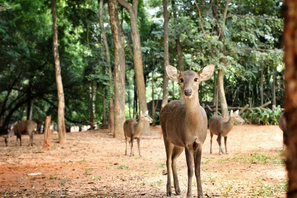 Sika deer — Stock Photo, Image