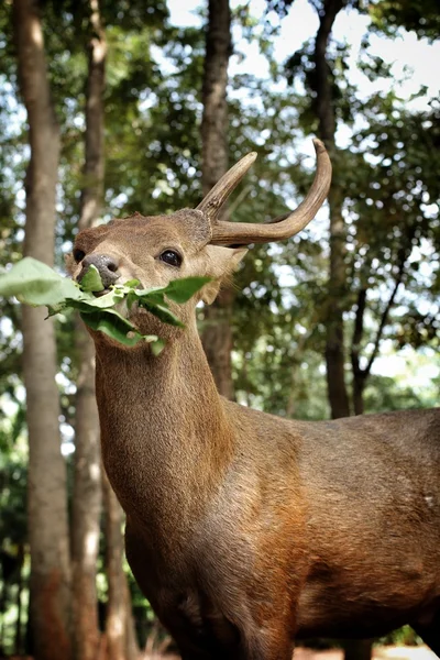 Sika-Hirsch — Stockfoto