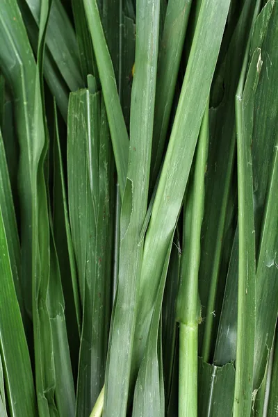 Vetiver — Stock Photo, Image