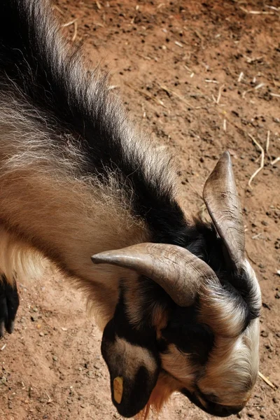 Doğal keçi — Stok fotoğraf