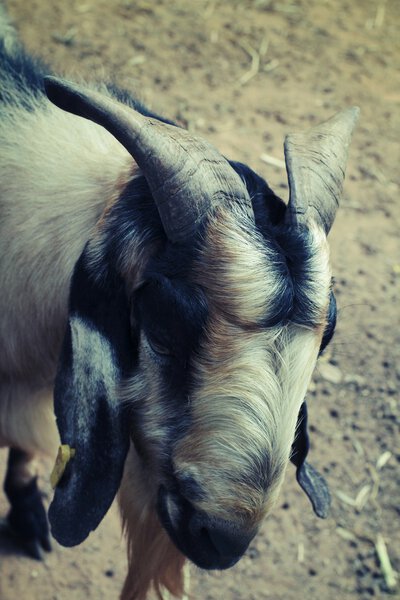 Close-up shoot of a goat in the nature