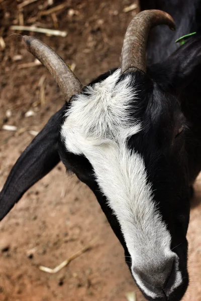Doğal keçi — Stok fotoğraf