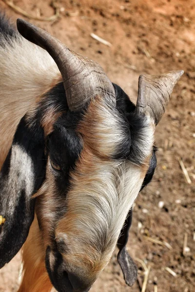 Goat in the nature — Stock Photo, Image