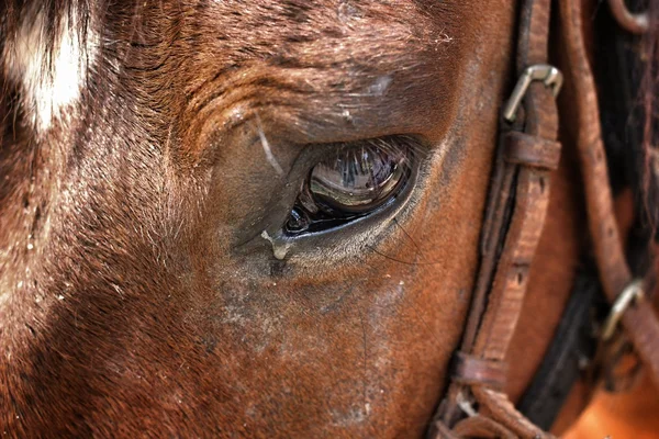 Πρόσωπο άλογο — Φωτογραφία Αρχείου