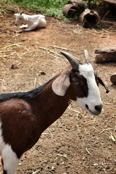 Goat in the nature — Stock Photo, Image