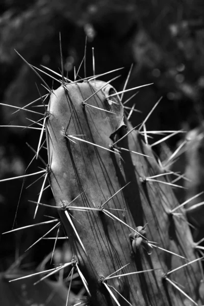 Gros plan Cactus — Photo