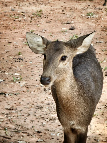 Äta gräs — Stockfoto