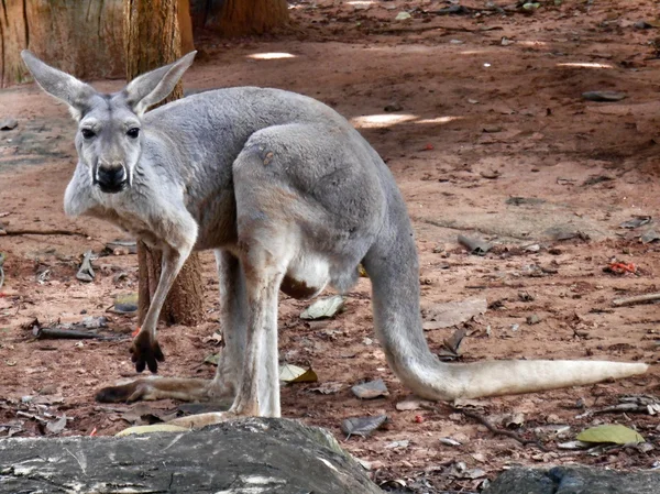 Kangur — Zdjęcie stockowe