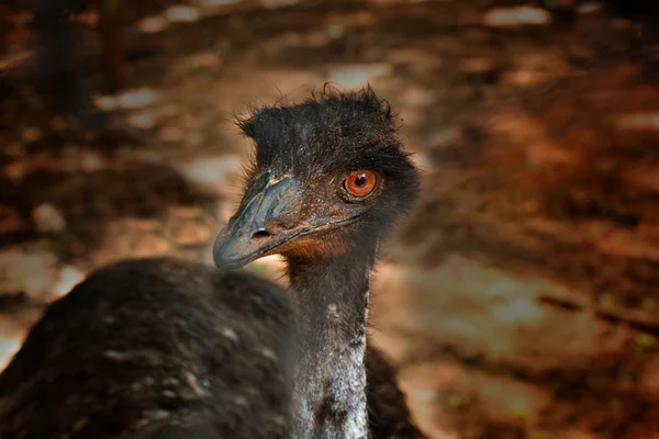 Emus im Zoo — Stockfoto