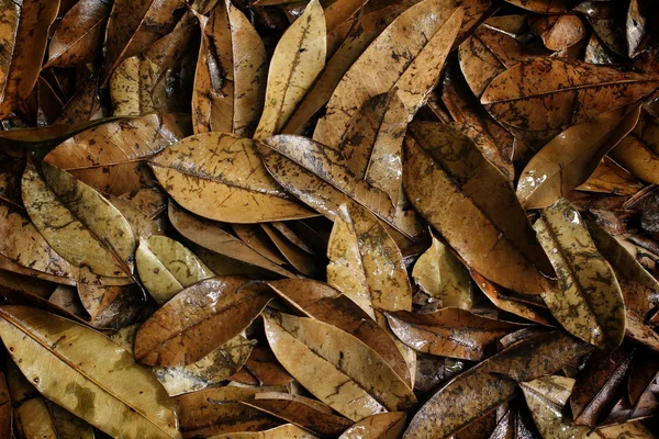 Old leaves — Stock Photo, Image