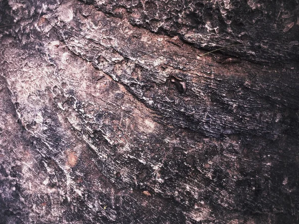 Серая и коричневая спинка — стоковое фото