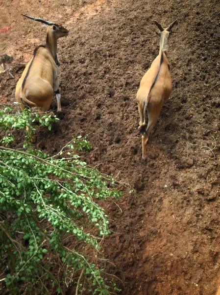 Springbok. — Foto de Stock