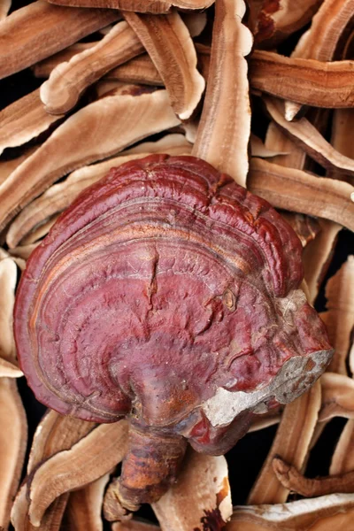 Ganoderma lucidum — Foto Stock